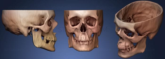 3D модель Череп мужчины йо (STL)